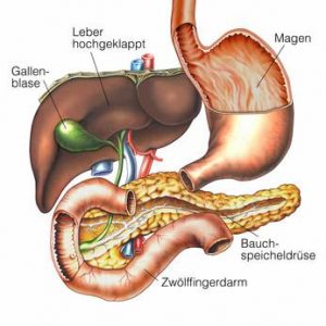 Gallenblase mit Leber, Magen und Darm