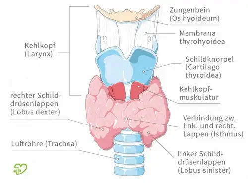 Anatomie der Schilddrüse